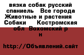 вязка собак русский спаниель - Все города Животные и растения » Собаки   . Костромская обл.,Вохомский р-н